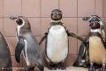 １０種類のペンギンに会える日本唯一のパークへ！マゼ
