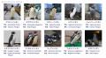 １０種類のペンギンに会える日本唯一のパークへ！マゼ