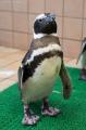 １０種類のペンギンに会える日本唯一のパークへ！マゼ