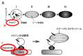 【学会発表】「老い」と向き合う研究から見えてきた新 【学会発表】「老い」と向き合う研究から見えてきた新