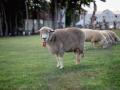 さっぽろ羊ヶ丘展望台:11年ぶりに羊の飼育頭数が20頭