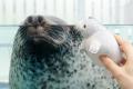 【京都水族館】京都の夏はアザラシ展示でひんやutf-8