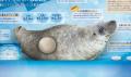 【京都水族館】京都の夏はアザラシ展示でひんやutf-8