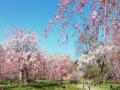 日本最古の公立植物園「京都府立植物園」における運営 日本最古の公立植物園「京都府立植物園」における運営