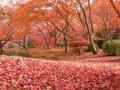 日本最古の公立植物園「京都府立植物園」における運営 日本最古の公立植物園「京都府立植物園」における運営
