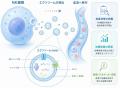 BioPhenoMA、Taiwan Exosomeおよび早稲田大学とMOUを