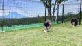 富士山・駿河湾・つり橋の絶景を愛犬と一緒に見渡す“