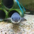浜名湖エリアで音・食・いのちを学ぶ！夏休み自由研究