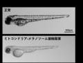 【学習院大学・岡山理科大学・東京都健康長寿医utf-8 【学習院大学・岡山理科大学・東京都健康長寿医utf-8