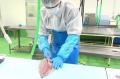 全国チェーン回転寿司初！鹿児島産の鮮魚を新幹線で定