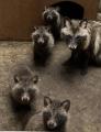 【徳島市】とくしま動物園 STELLA PRESCHOOL ANIMAL K