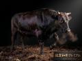 農水省認定の和牛輸出スタートアップ「WAGYU JAPAN」