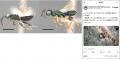 SNS投稿が導いた新発見　カマキリ卵嚢に寄生するハチ