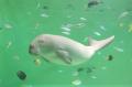 【JAF三重】夜の鳥羽水族館を貸切で満喫!JAFフェステ 【JAF三重】夜の鳥羽水族館を貸切で満喫!JAFフェステ