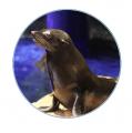 【すみだ水族館】ペンギンたちと見上げる、金魚utf-8