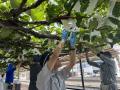 【日本でここだけ！】「駅ホームのぶどう園」色utf-8