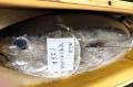 【本日入荷】壱岐島で競り落とした126kgの本マグロ。