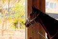 引退競走馬の未来を支えて10年。共に歩んできた皆様へ