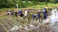 NOK九州、熊本の地下水を育む「水田オーナー制度」の