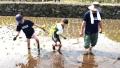 NOK九州、熊本の地下水を育む「水田オーナー制度」の