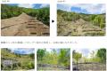 植樹プロジェクト「みんなで育む明日への森」のご報告