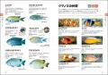 日本近海で見られる海水魚を見分けられる！ 大好評の