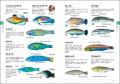 日本近海で見られる海水魚を見分けられる！ 大好評の