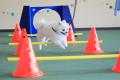 「ゆとりろ洞爺湖」が大型犬の宿泊受け入れ開始　愛犬