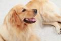 「ゆとりろ洞爺湖」が大型犬の宿泊受け入れ開始　愛犬