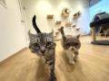 ついに愛知へ!全国で話題の保護犬猫&就労支援カフェ ついに愛知へ!全国で話題の保護犬猫&就労支援カフェ