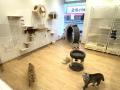 ついに愛知へ!全国で話題の保護犬猫&就労支援カフェ ついに愛知へ!全国で話題の保護犬猫&就労支援カフェ
