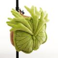 【抱きしめられるビカクシダ】3種の珍奇植物がまさか
