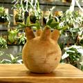 【抱きしめられるビカクシダ】3種の珍奇植物がまさか