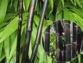 足元の悩みに、日本の伝統知恵を。イソ吉草酸を強力吸
