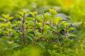 『自然に還る、カラダ』をテーマに、植物とアロマの力