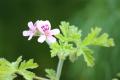 『自然に還る、カラダ』をテーマに、植物とアロマの力