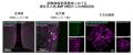体内時計が排卵周期を整える新たな神経メカニズムを発 体内時計が排卵周期を整える新たな神経メカニズムを発