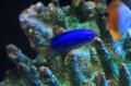 【下田海中水族館】夏だ!海へ遊びに行こう!夏休み特 【下田海中水族館】夏だ!海へ遊びに行こう!夏休み特