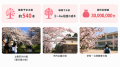 【埼玉県深谷市】満開の桜をもう一度!~渋沢栄一のふ 【埼玉県深谷市】満開の桜をもう一度!~渋沢栄一のふ