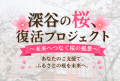 【埼玉県深谷市】満開の桜をもう一度!~渋沢栄一のふ 【埼玉県深谷市】満開の桜をもう一度!~渋沢栄一のふ