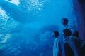 【仙台うみの杜水族館】不思議がいっぱいの海にまつわ