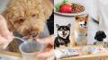 【イベントレポート】満足度&愛犬の食いつき100%!ヒ 【イベントレポート】満足度&愛犬の食いつき100%!ヒ