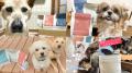 【イベントレポート】満足度&愛犬の食いつき100%!ヒ 【イベントレポート】満足度&愛犬の食いつき100%!ヒ