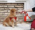 【LINE登録で犬ハーネスを無料試着】イタリア・ミラノ 【LINE登録で犬ハーネスを無料試着】イタリア・ミラノ