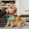 【LINE登録で犬ハーネスを無料試着】イタリア・ミラノ 【LINE登録で犬ハーネスを無料試着】イタリア・ミラノ