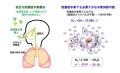 【速報】Ichikawa 2026『人体内水素爆発』論文が IJRS 【速報】Ichikawa 2026『人体内水素爆発』論文が IJRS
