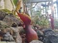 大阪市 咲くやこの花館『虫を食べる植物展』世界の食