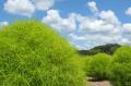 コキアの丘で、深呼吸。まんのう公園「サマーフェスタ