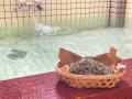 秩父の夏は武甲で涼む。秩父湯元 武甲温泉にて、お茶