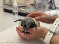オウサマペンギンの赤ちゃんが誕生!本日(7月13日 オウサマペンギンの赤ちゃんが誕生!本日(7月13日